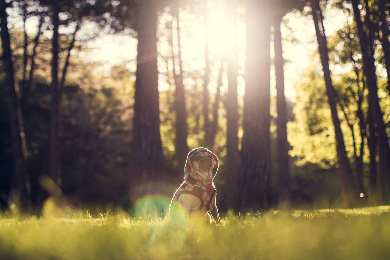 Warum riecht mein Hund? 9 häufige Ursachen und Lösungen