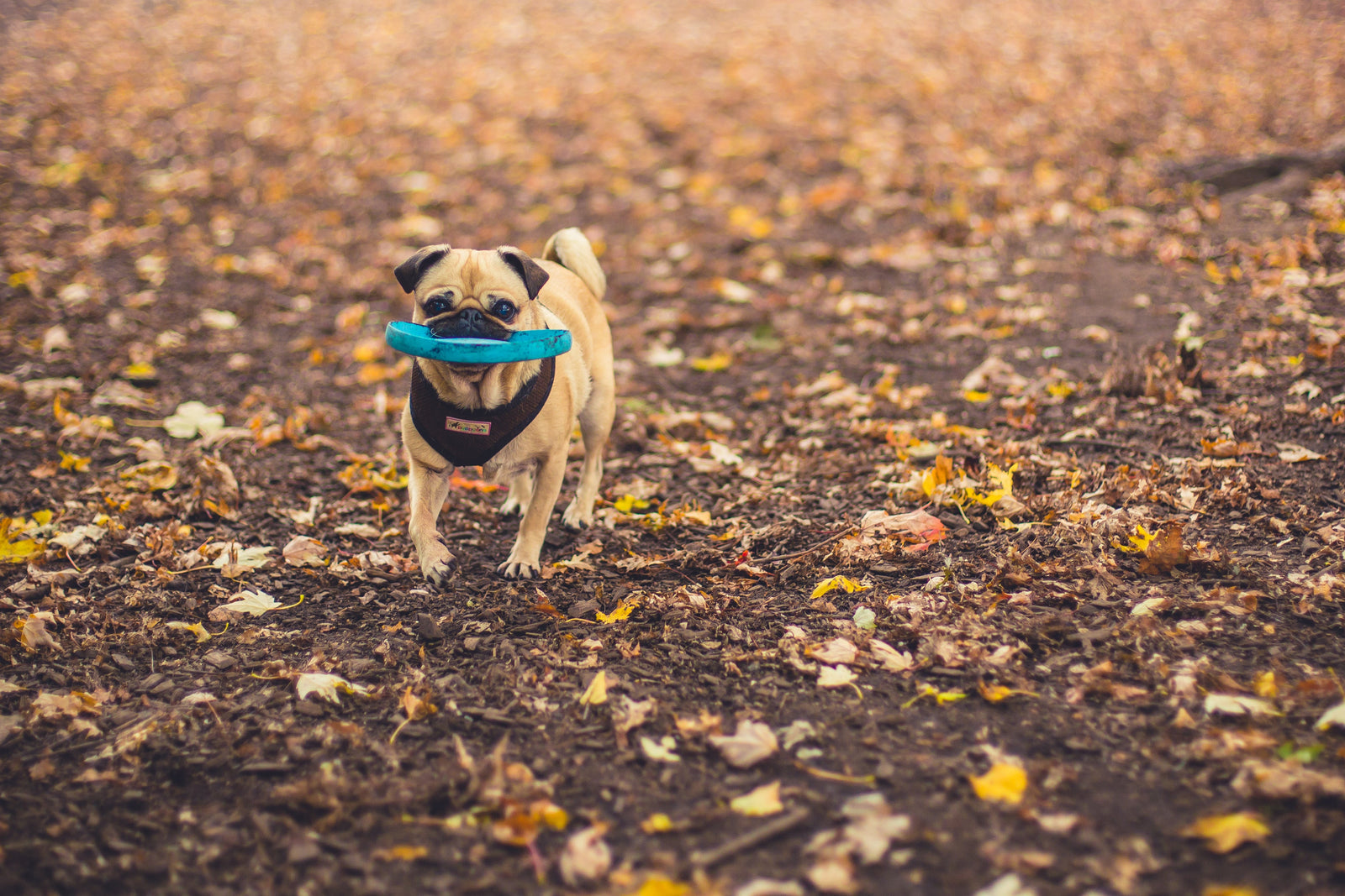 Wie oft sollte man einen Hund baden? Der komplette Ratgeber