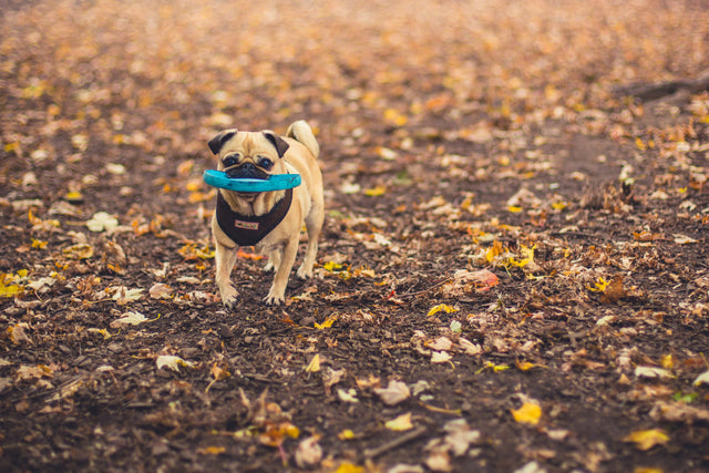 Wie oft sollte man einen Hund baden? Der komplette Ratgeber