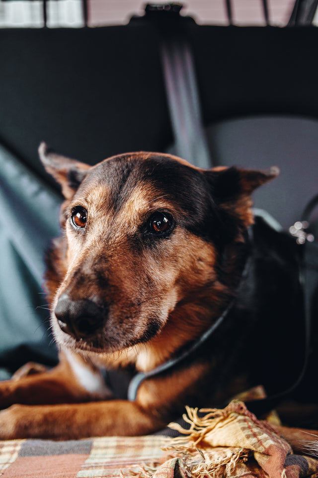 Empfindliche Hundehaut: Ursachen, Pflege und die richtige Reinigung
