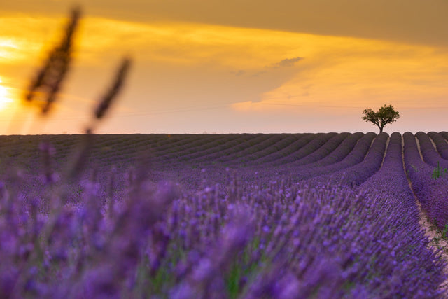 Bio-Lavendel – mehr als nur ein Duft