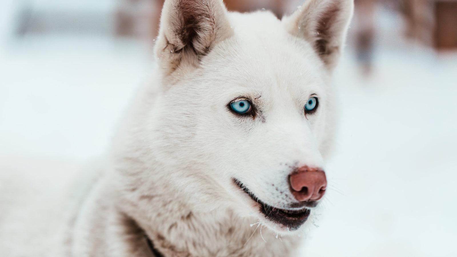 Hundeshampoo: Worauf sollte man beim Kauf achten?
